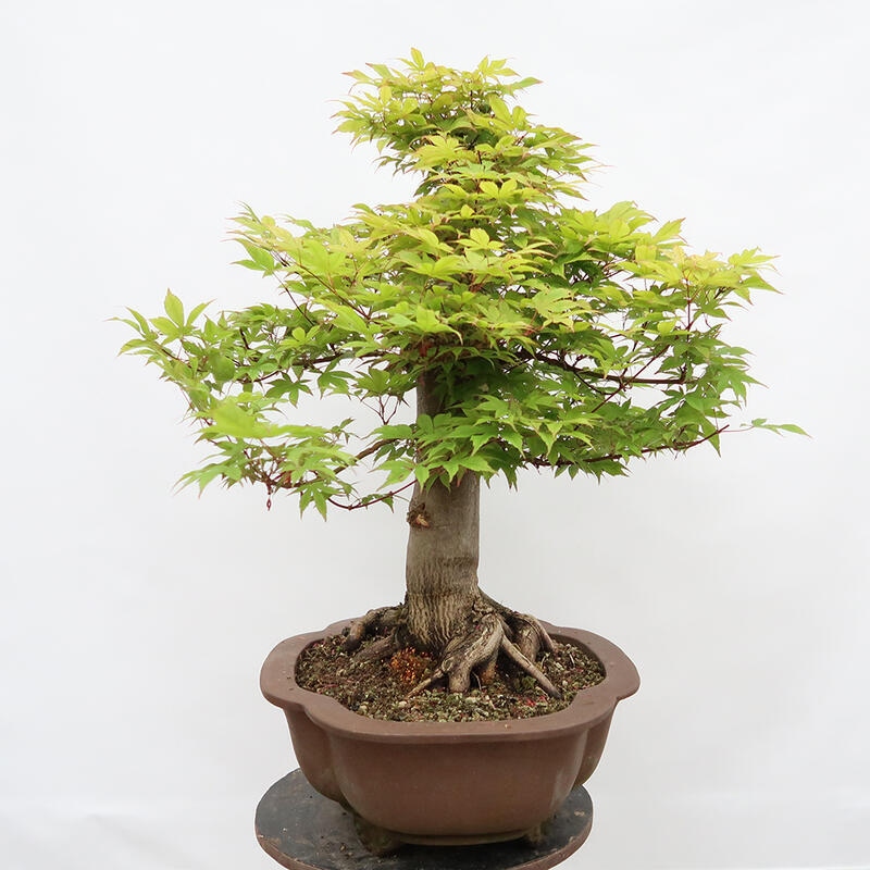 Venkovní bonsai - Javor dlanitolistý - Acer palmatum - POUZE PALETOVÁ PŘEPRAVA