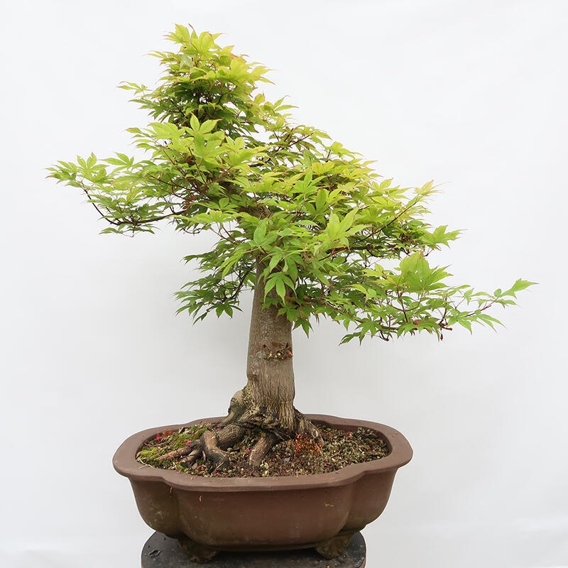 Venkovní bonsai - Javor dlanitolistý - Acer palmatum - POUZE PALETOVÁ PŘEPRAVA