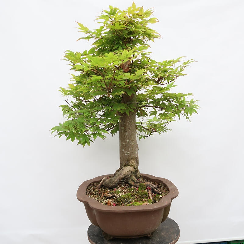 Venkovní bonsai - Javor dlanitolistý - Acer palmatum - POUZE PALETOVÁ PŘEPRAVA