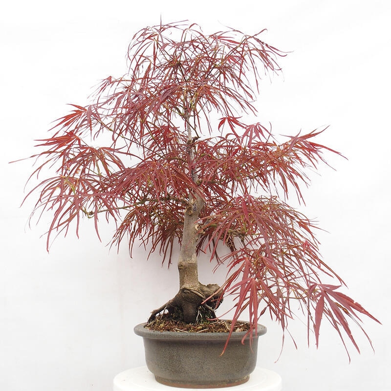 Venkovní bonsai - Javor dlanitolistý - Acer palmatum RED PYGMY