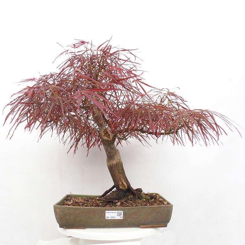 Venkovní bonsai - Javor dlanitolistý - Acer palmatum RED PYGMY