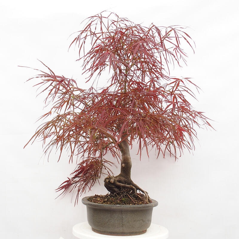 Venkovní bonsai - Javor dlanitolistý - Acer palmatum RED PYGMY