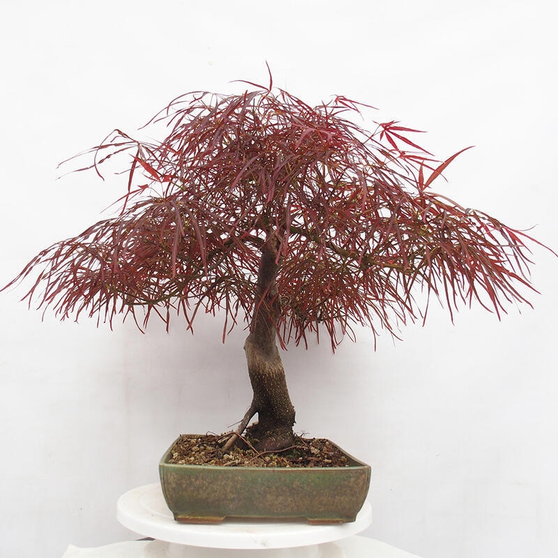 Venkovní bonsai - Javor dlanitolistý - Acer palmatum RED PYGMY