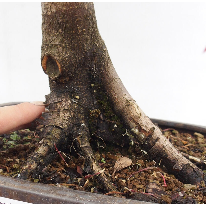 Venkovní bonsai - Javor dlanitolistý - Acer palmatum RED PYGMY