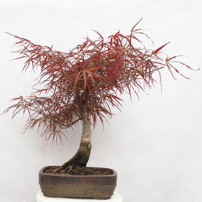 Venkovní bonsai - Javor dlanitolistý - Acer palmatum RED PYGMY