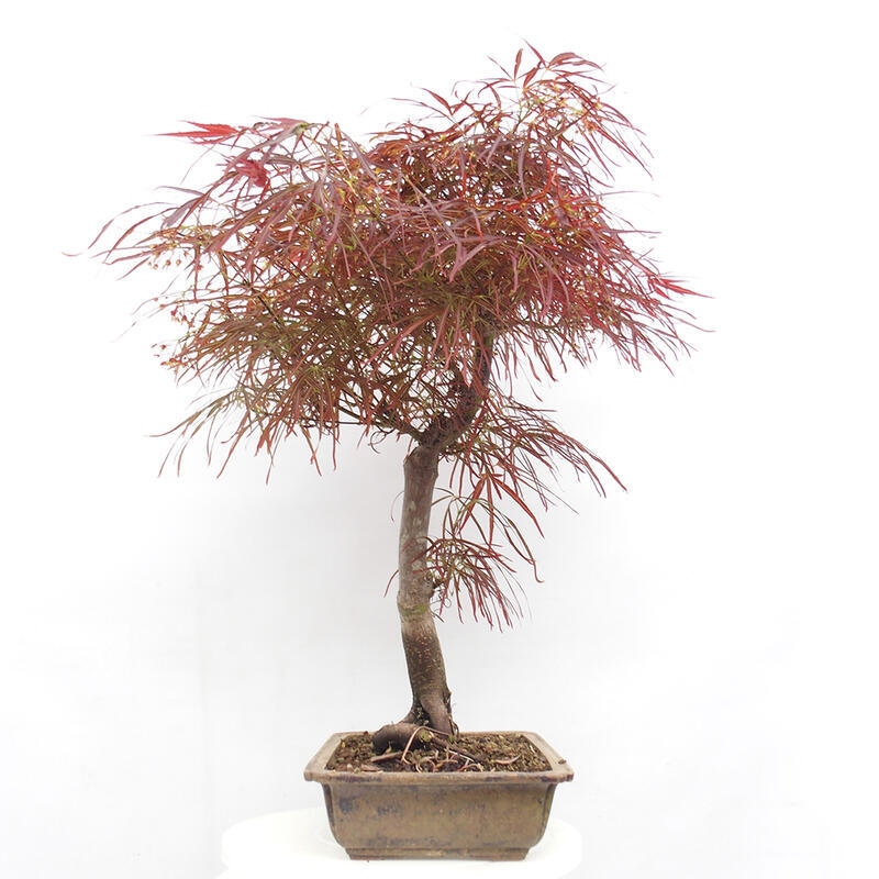 Venkovní bonsai - Javor dlanitolistý - Acer palmatum RED PYGMY