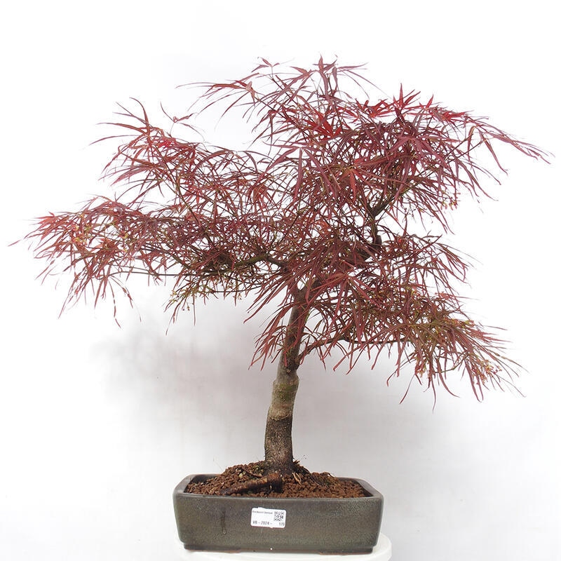 Venkovní bonsai - Javor dlanitolistý - Acer palmatum RED PYGMY