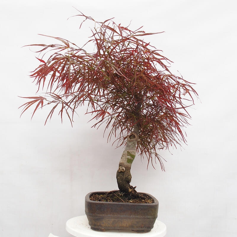 Venkovní bonsai - Javor dlanitolistý - Acer palmatum RED PYGMY