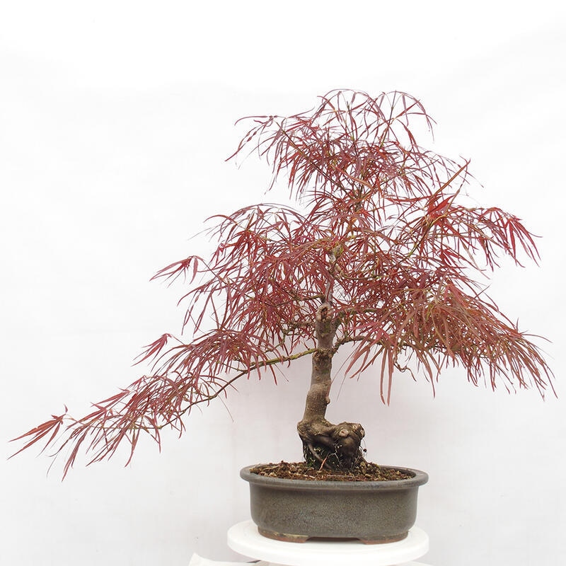 Venkovní bonsai - Javor dlanitolistý - Acer palmatum RED PYGMY