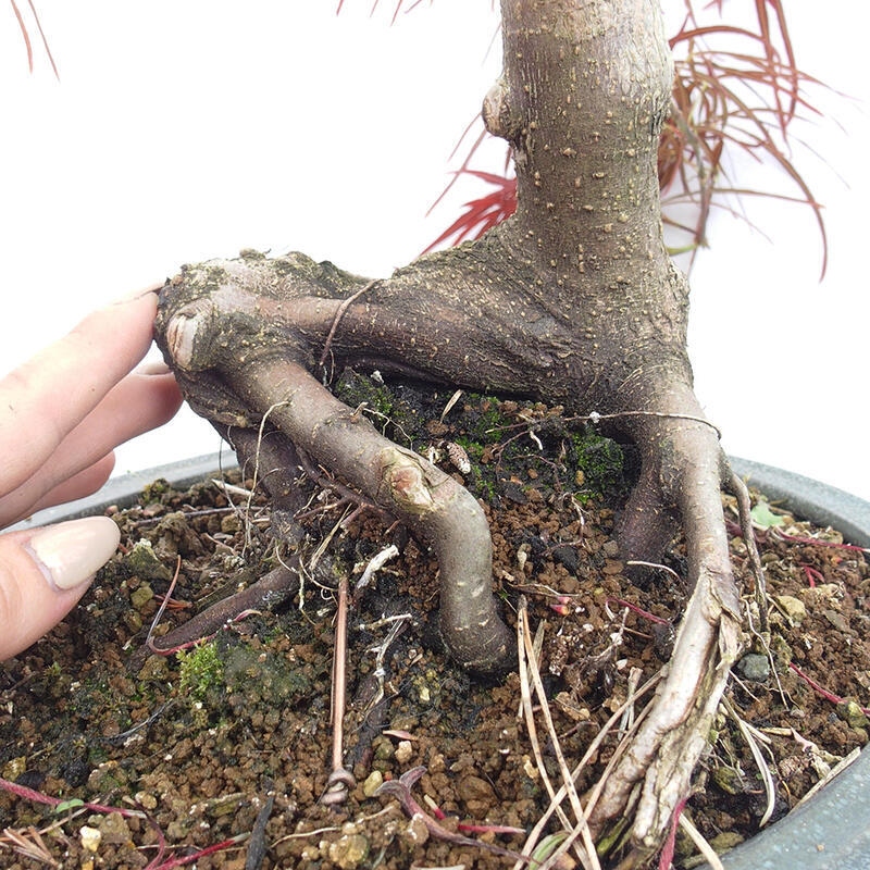 Venkovní bonsai - Javor dlanitolistý - Acer palmatum RED PYGMY