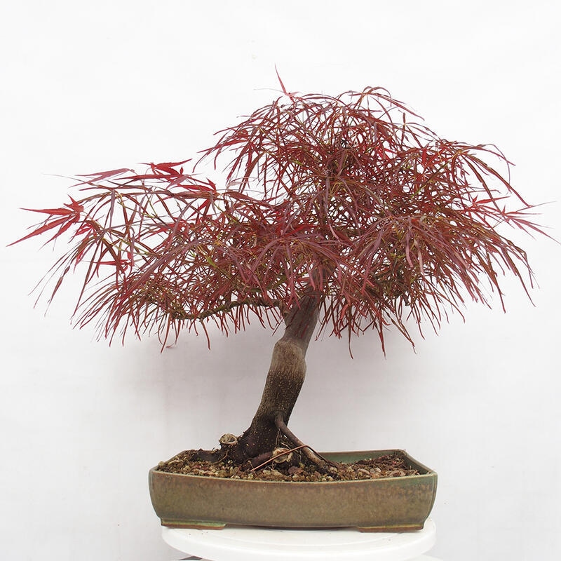 Venkovní bonsai - Javor dlanitolistý - Acer palmatum RED PYGMY