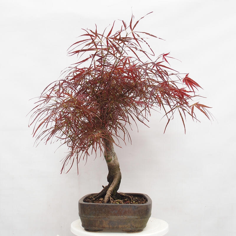 Venkovní bonsai - Javor dlanitolistý - Acer palmatum RED PYGMY