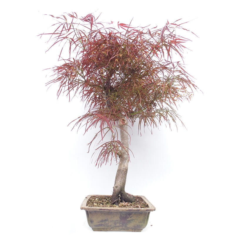 Venkovní bonsai - Javor dlanitolistý - Acer palmatum RED PYGMY