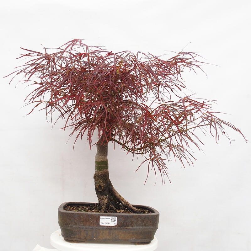 Venkovní bonsai - Javor dlanitolistý - Acer palmatum RED PYGMY