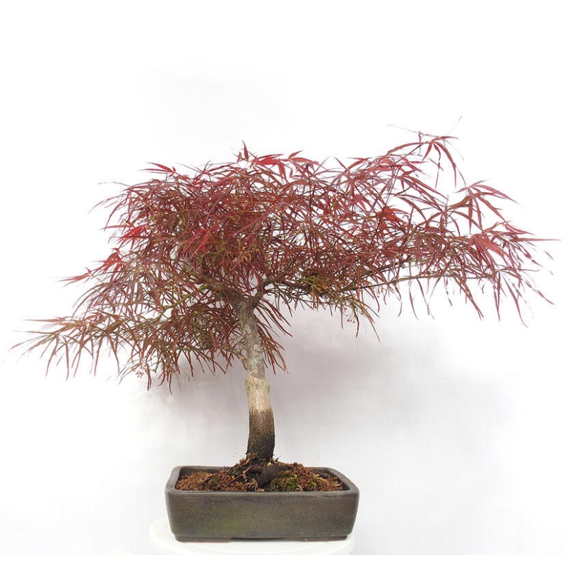 Venkovní bonsai - Javor dlanitolistý - Acer palmatum RED PYGMY