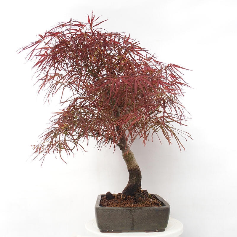 Venkovní bonsai - Javor dlanitolistý - Acer palmatum RED PYGMY