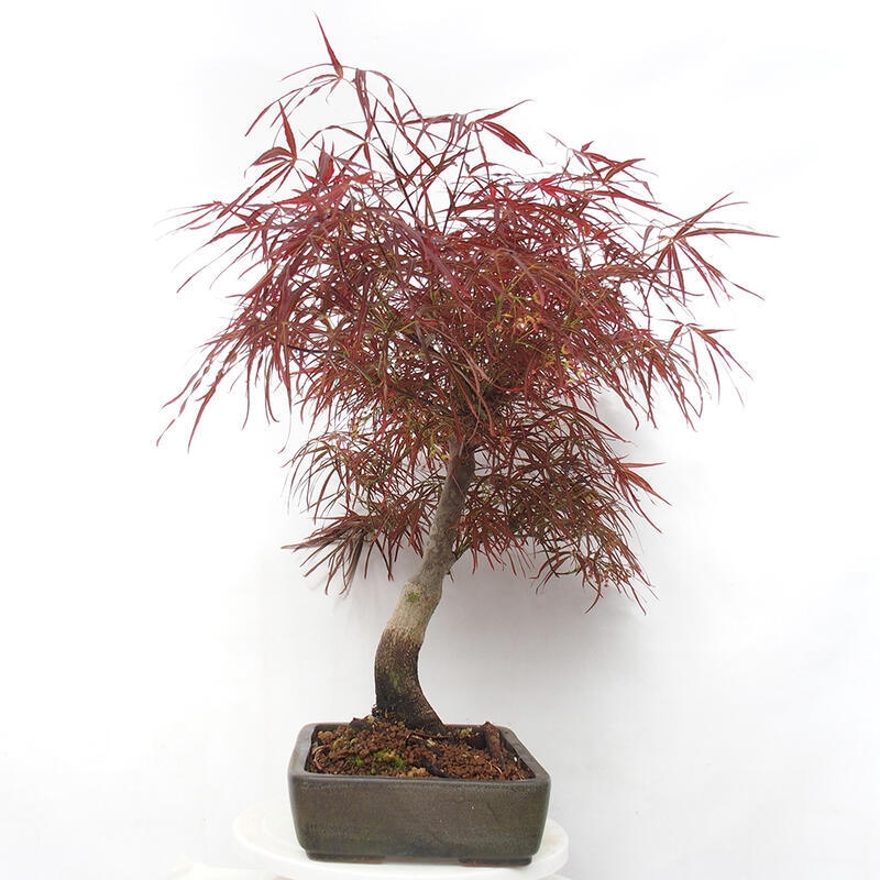 Venkovní bonsai - Javor dlanitolistý - Acer palmatum RED PYGMY