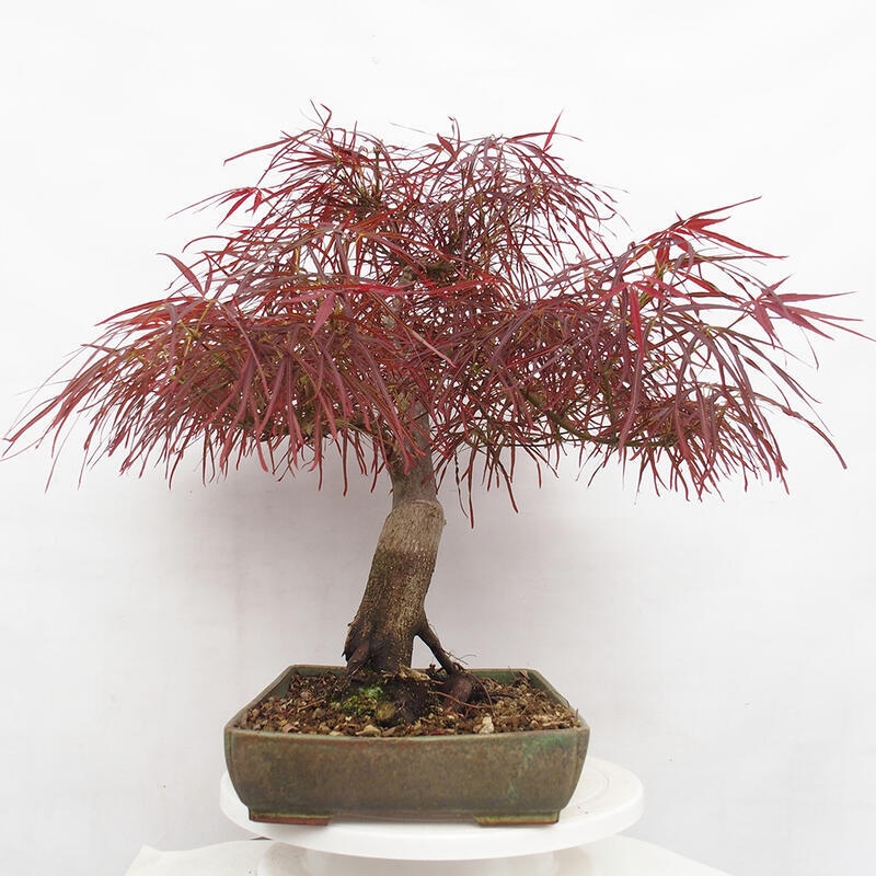 Venkovní bonsai - Javor dlanitolistý - Acer palmatum RED PYGMY