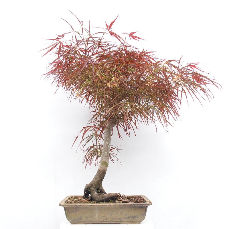 Venkovní bonsai - Javor dlanitolistý - Acer palmatum RED PYGMY