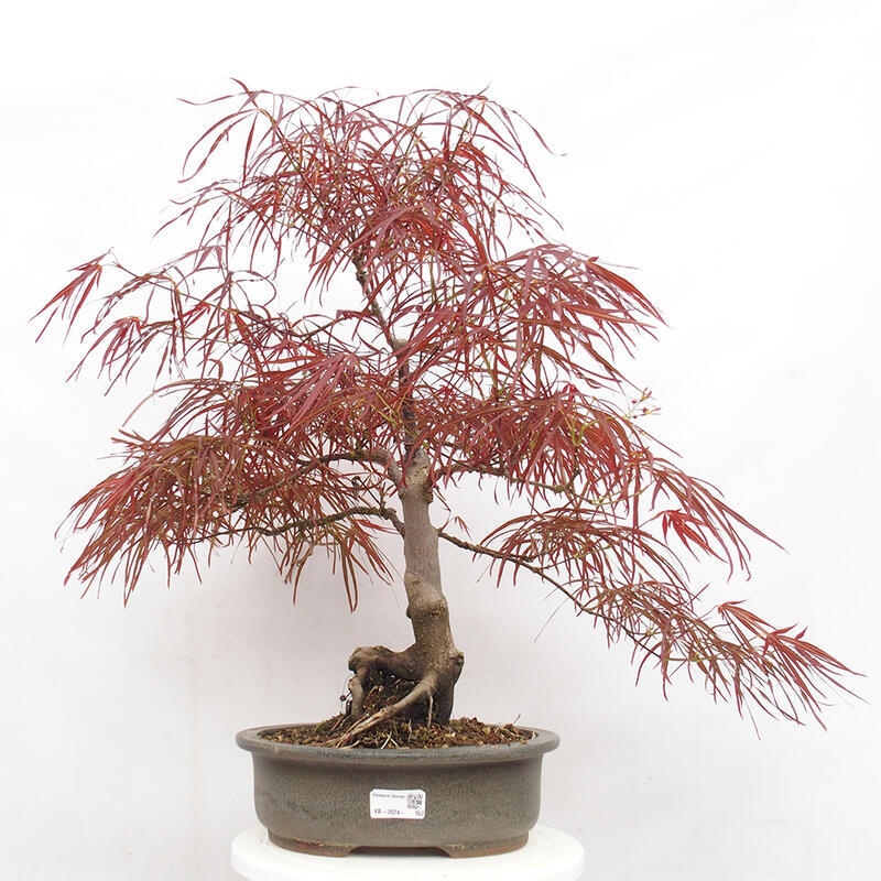 Venkovní bonsai - Javor dlanitolistý - Acer palmatum RED PYGMY