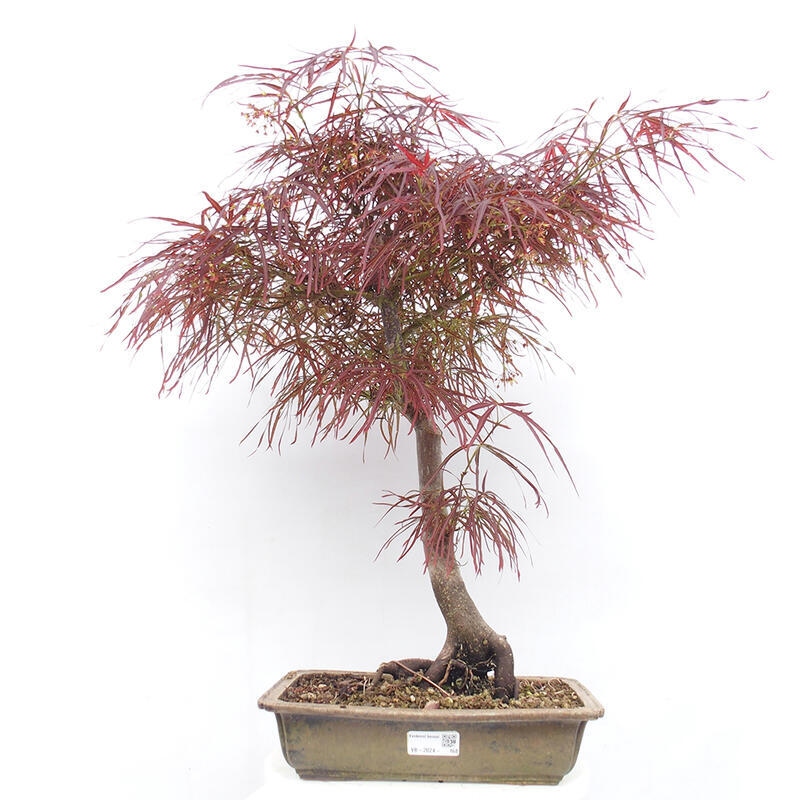 Venkovní bonsai - Javor dlanitolistý - Acer palmatum RED PYGMY