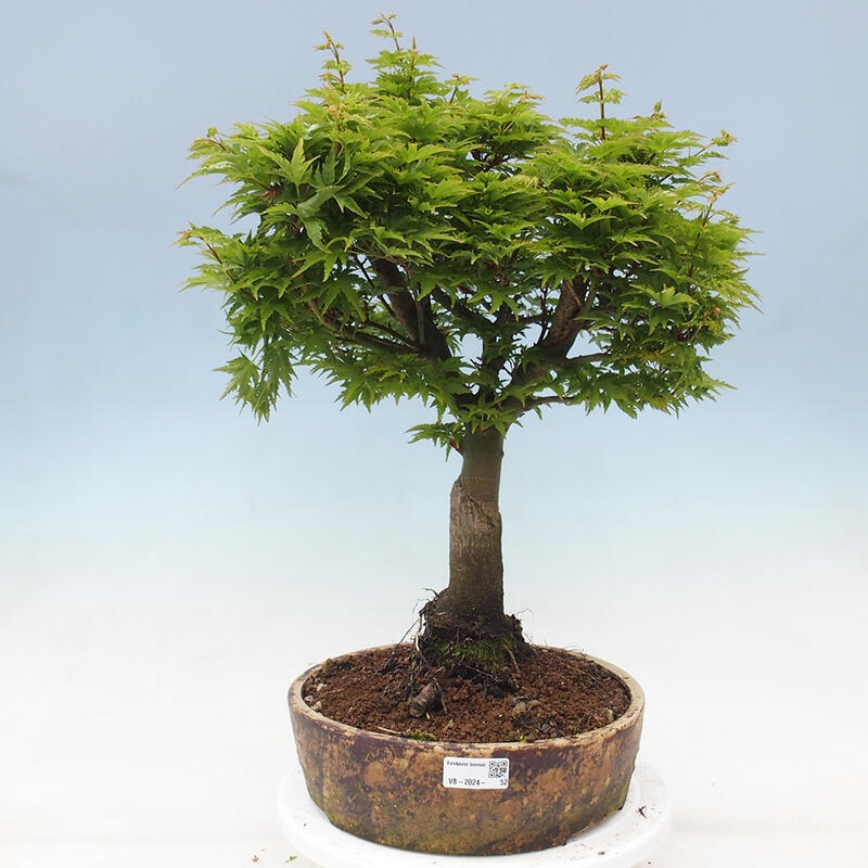 Venkovní bonsai -Javor dlanitolistý Acer palmatum Shishigashira