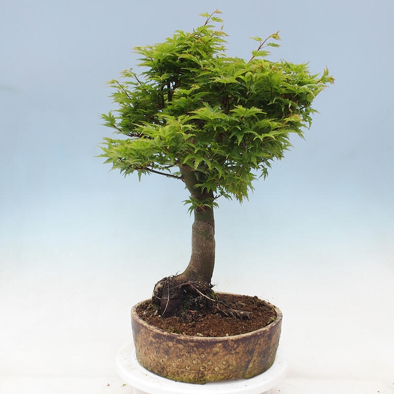 Venkovní bonsai -Javor dlanitolistý Acer palmatum Shishigashira