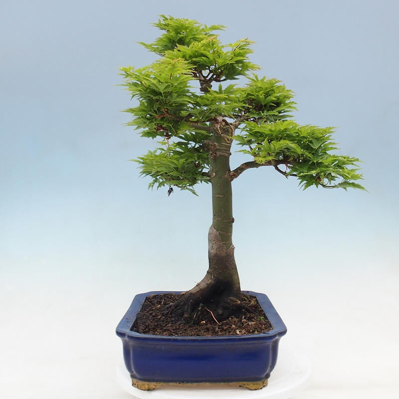 Venkovní bonsai -Javor dlanitolistý Acer palmatum Shishigashira