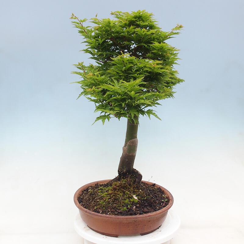 Venkovní bonsai -Javor dlanitolistý Acer palmatum Shishigashira