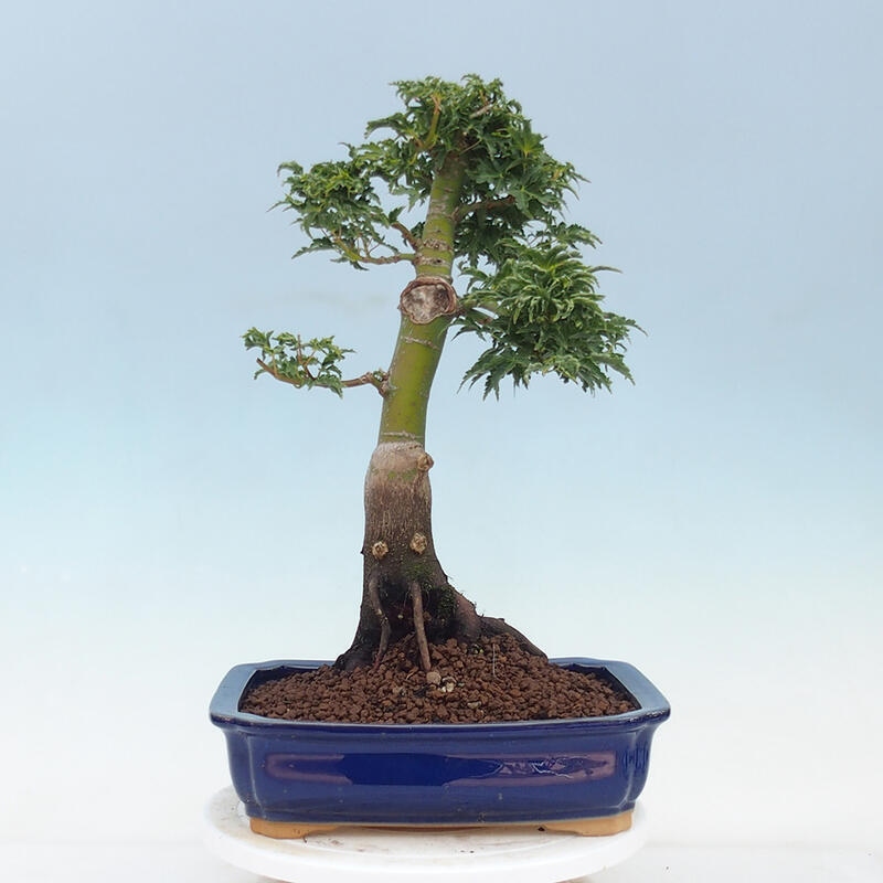 Venkovní bonsai -Javor dlanitolistý Acer palmatum Shishigashira