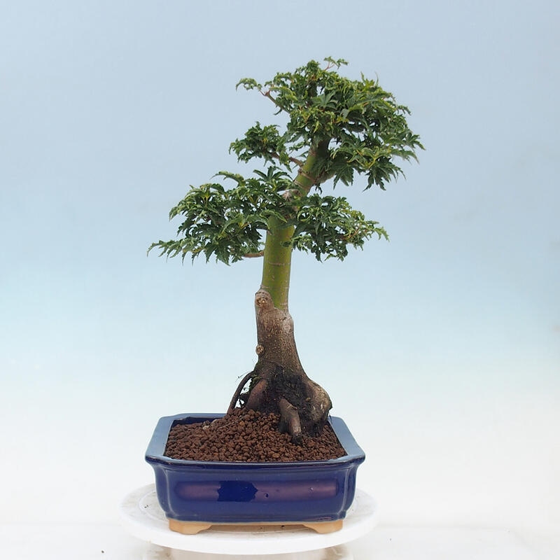 Venkovní bonsai -Javor dlanitolistý Acer palmatum Shishigashira