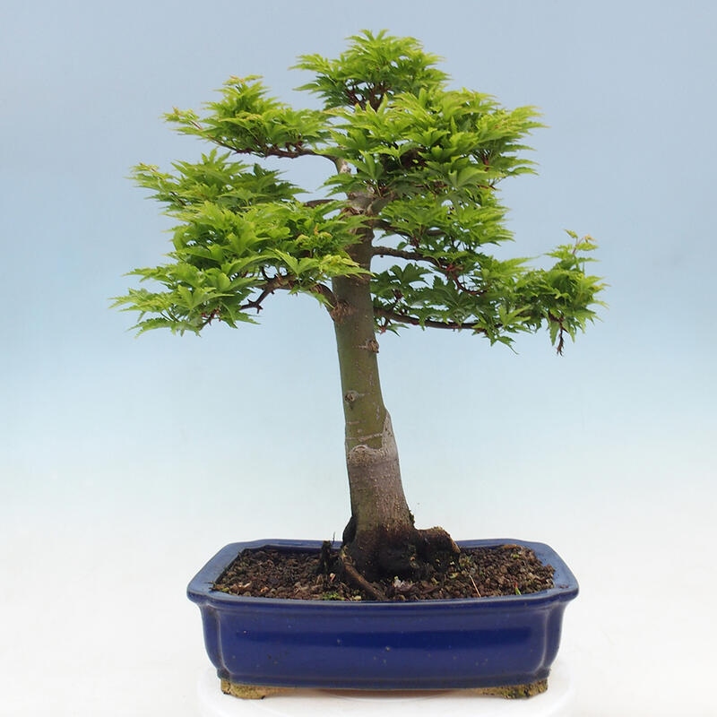 Venkovní bonsai -Javor dlanitolistý Acer palmatum Shishigashira