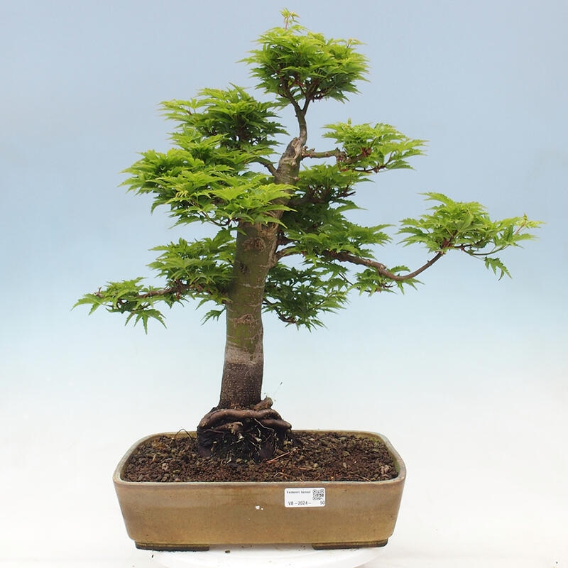 Venkovní bonsai -Javor dlanitolistý Acer palmatum Shishigashira