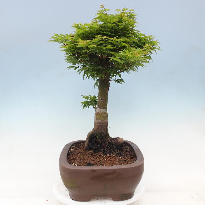 Venkovní bonsai -Javor dlanitolistý Acer palmatum Shishigashira