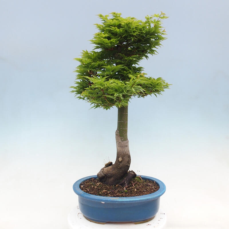 Venkovní bonsai -Javor dlanitolistý Acer palmatum Shishigashira