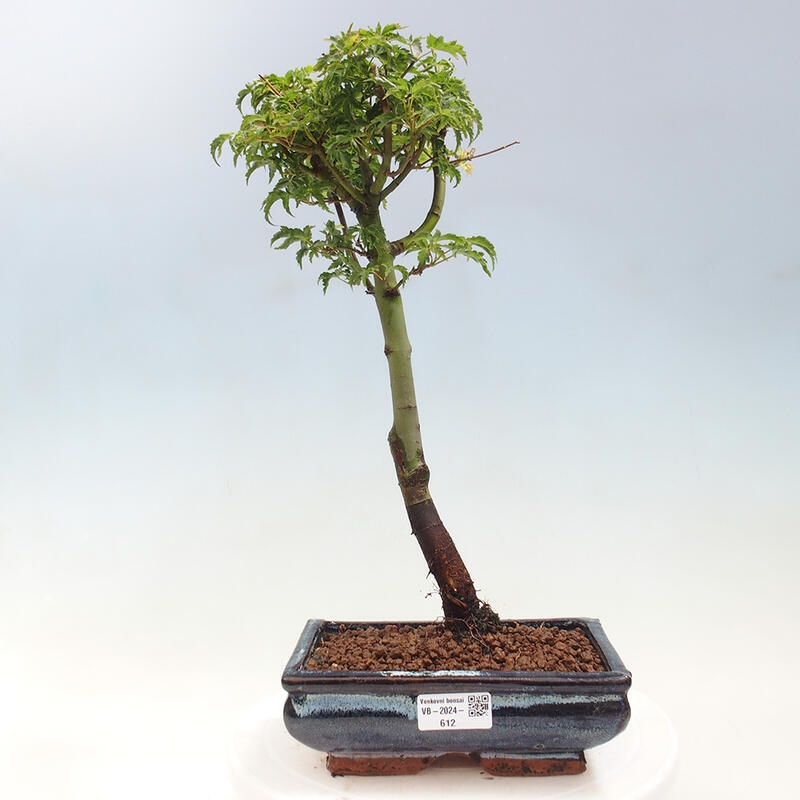 Venkovní bonsai -Javor dlanitolistý Acer palmatum Shishigashira