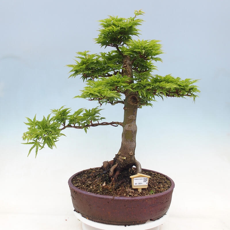 Venkovní bonsai -Javor dlanitolistý Acer palmatum Shishigashira