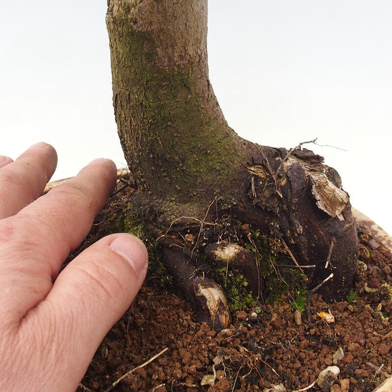 Venkovní bonsai -Javor dlanitolistý Acer palmatum Shishigashira