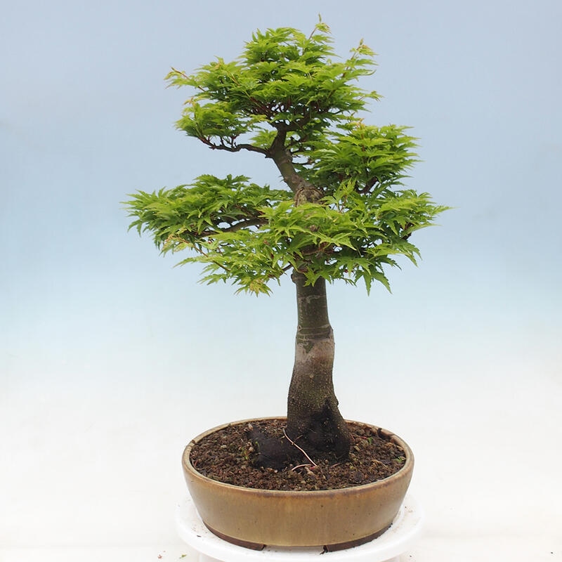 Venkovní bonsai -Javor dlanitolistý Acer palmatum Shishigashira