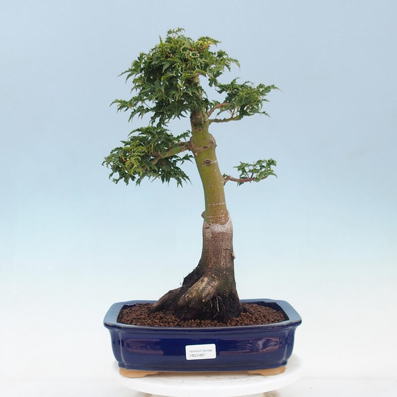 Venkovní bonsai -Javor dlanitolistý Acer palmatum Shishigashira