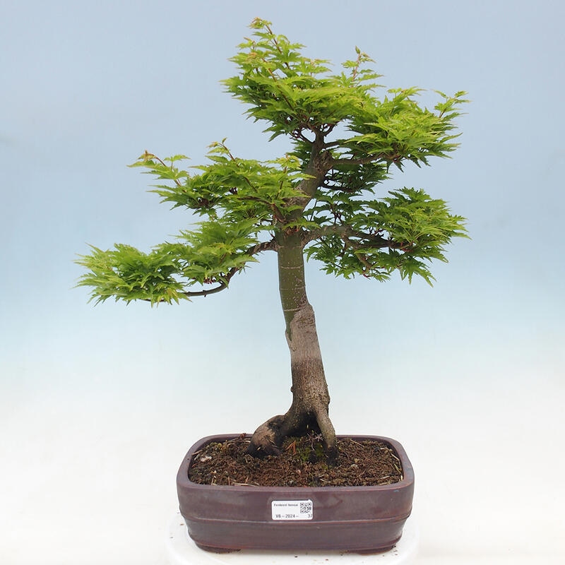 Venkovní bonsai -Javor dlanitolistý Acer palmatum Shishigashira