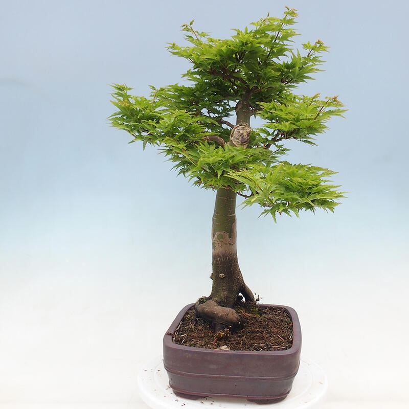 Venkovní bonsai -Javor dlanitolistý Acer palmatum Shishigashira