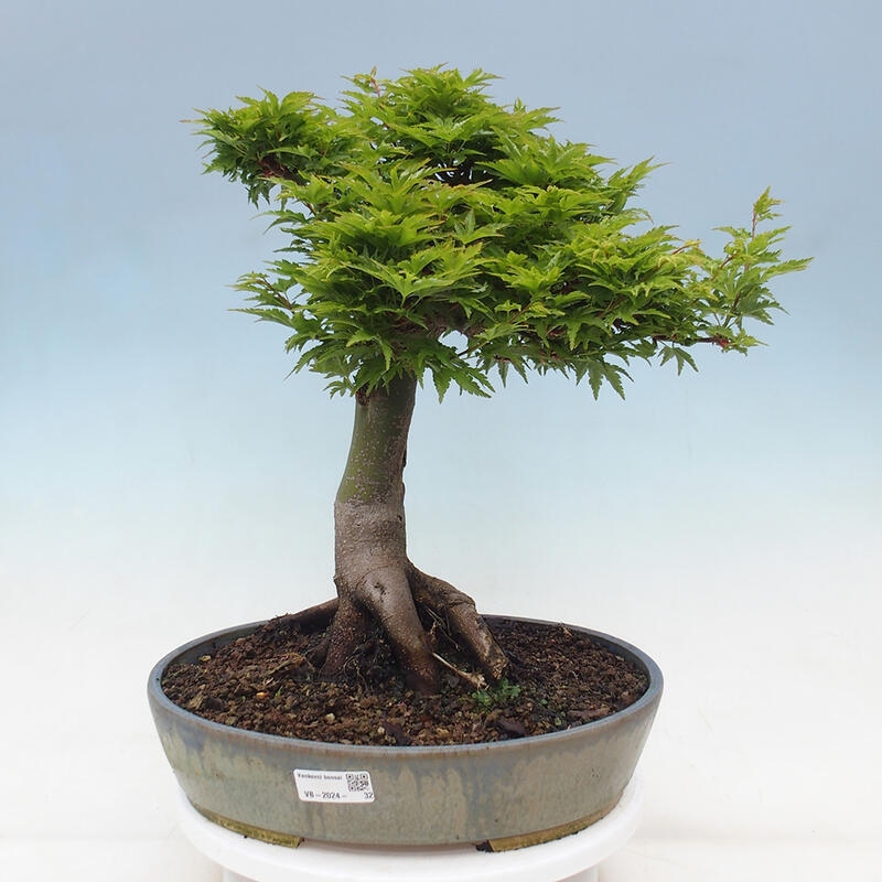 Venkovní bonsai -Javor dlanitolistý Acer palmatum Shishigashira