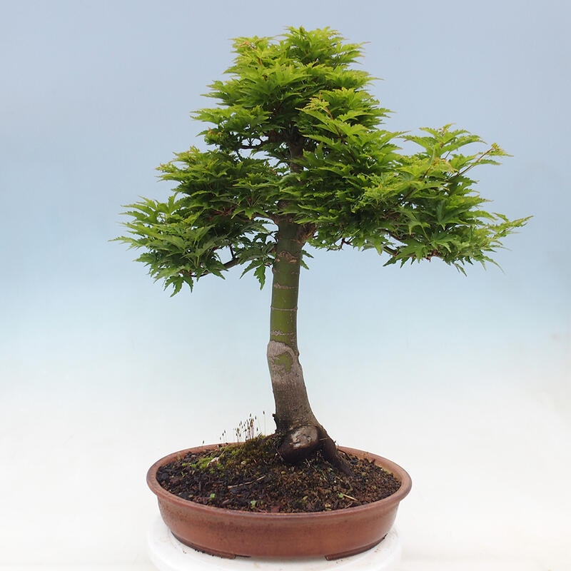 Venkovní bonsai -Javor dlanitolistý Acer palmatum Shishigashira