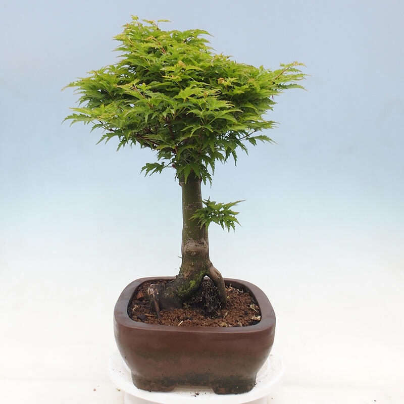 Venkovní bonsai -Javor dlanitolistý Acer palmatum Shishigashira