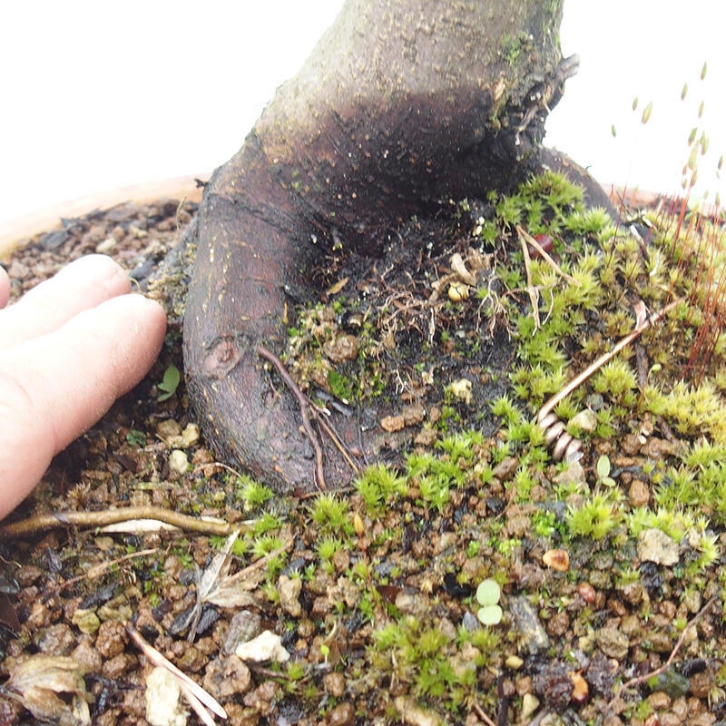 Venkovní bonsai -Javor dlanitolistý Acer palmatum Shishigashira