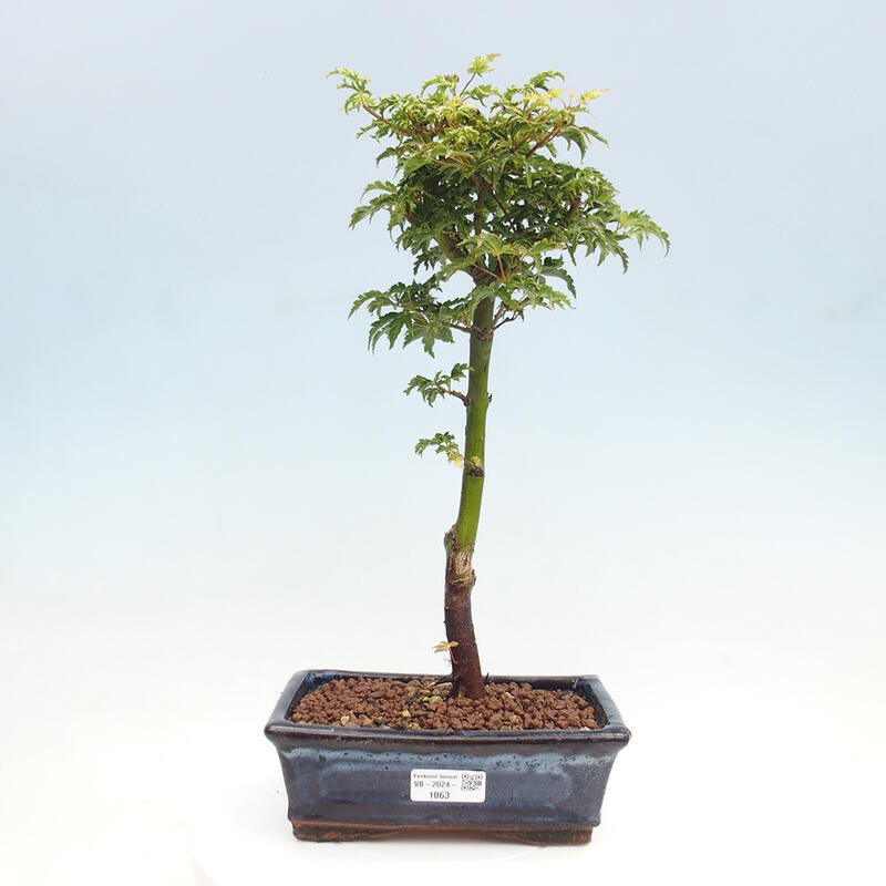 Venkovní bonsai -Javor dlanitolistý Acer palmatum Shishigashira