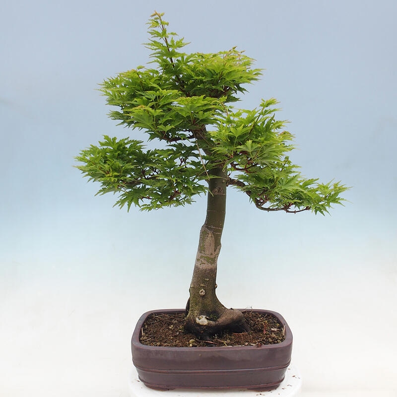 Venkovní bonsai -Javor dlanitolistý Acer palmatum Shishigashira