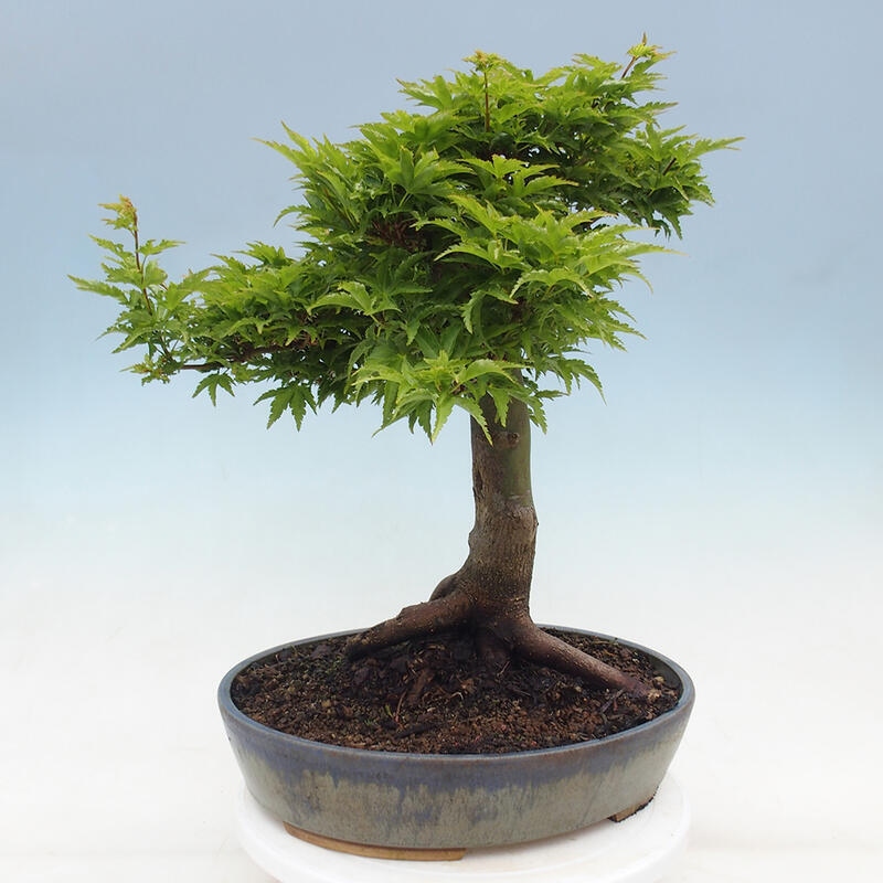 Venkovní bonsai -Javor dlanitolistý Acer palmatum Shishigashira