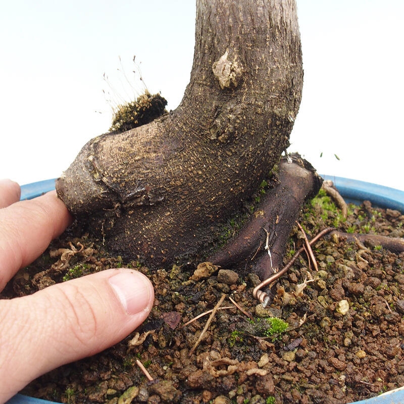 Venkovní bonsai -Javor dlanitolistý Acer palmatum Shishigashira